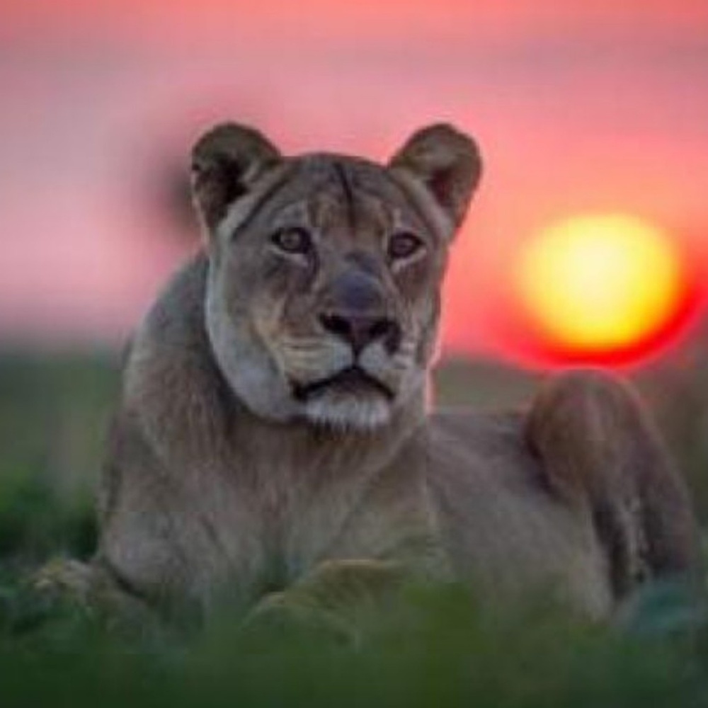 Meet your Posher, Helenna